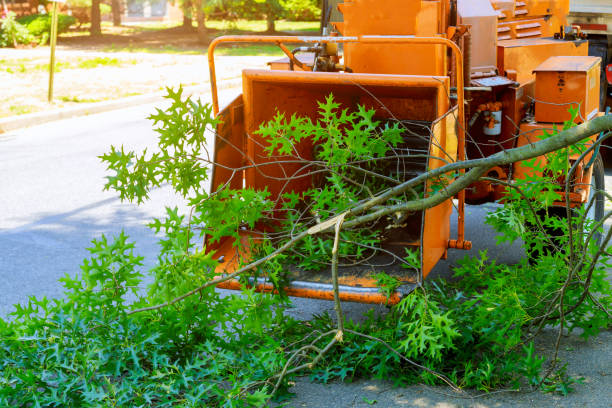 Best Tree and Shrub Care  in USA